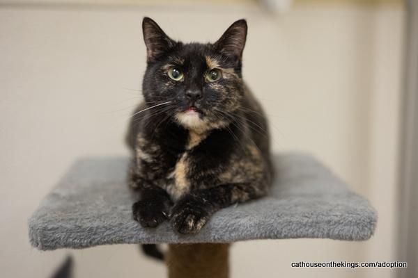 adoptable Cat in Parlier, CA named Sally Jackson