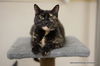 adoptable Cat in  named Sally Jackson