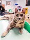 adoptable Cat in  named Cat 25237 (Jill)