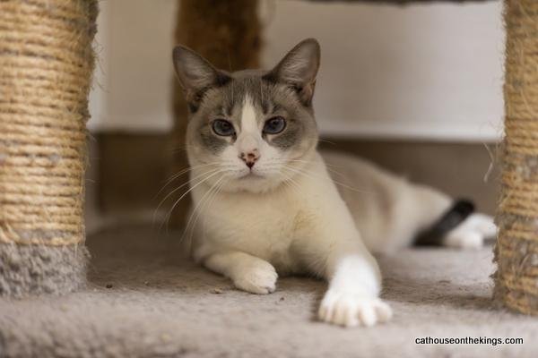 adoptable Cat in Parlier, CA named Anna