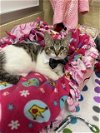 adoptable Cat in parlier, CA named Mimsey