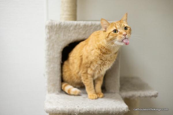 adoptable Cat in Parlier, CA named Mikey