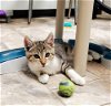 adoptable Cat in  named Kitten 25768