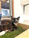 adoptable Cat in  named Kitten 25680 (Deanna)