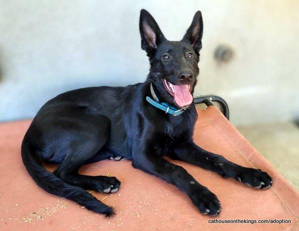 adoptable Dog in Parlier, CA named Ziti