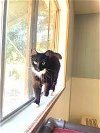 adoptable Cat in parlier, CA named Penny Mae