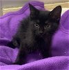 adoptable Cat in parlier, CA named Salem