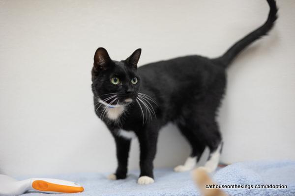 adoptable Cat in Parlier, CA named Mr. Sweets