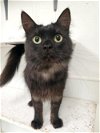 adoptable Cat in parlier, CA named Mom Cat 24915 (Zinnia)