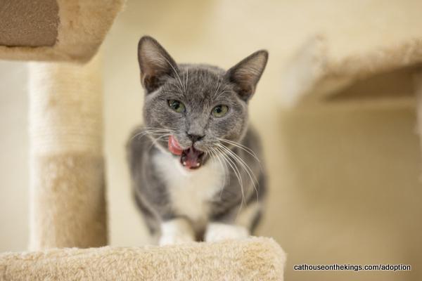 adoptable Cat in Parlier, CA named Puss in Boots