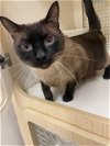 adoptable Cat in parlier, CA named Mochi