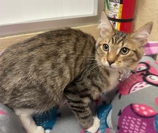 adoptable Cat in Parlier, CA named Boom Boom