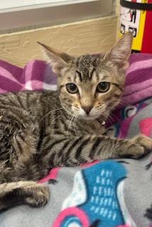 adoptable Cat in Parlier, CA named Bossy