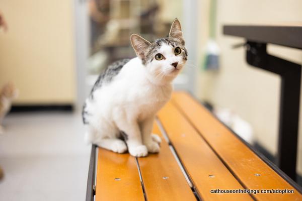 adoptable Cat in Parlier, CA named Nala