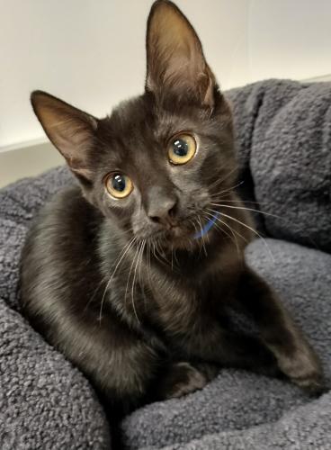 adoptable Cat in Parlier, CA named Nitro