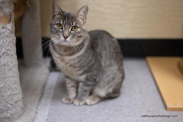 adoptable Cat in Parlier, CA named Bonnie