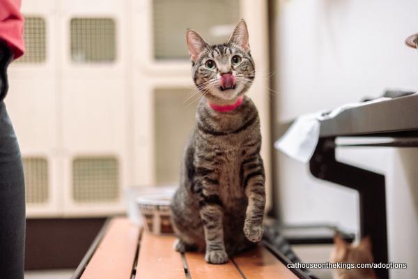 adoptable Cat in Parlier, CA named Callie