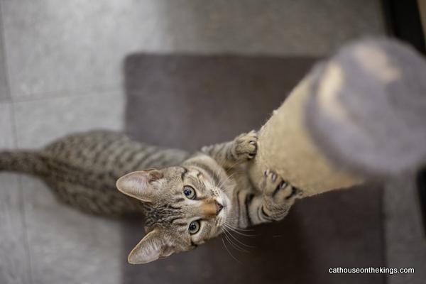 adoptable Cat in Parlier, CA named Simon