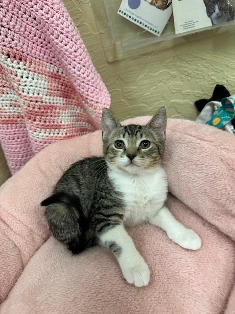 adoptable Cat in Parlier, CA named Squints