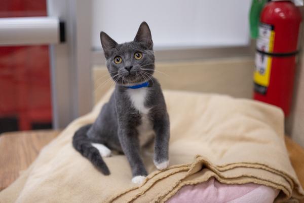 adoptable Cat in Parlier, CA named Dimitri