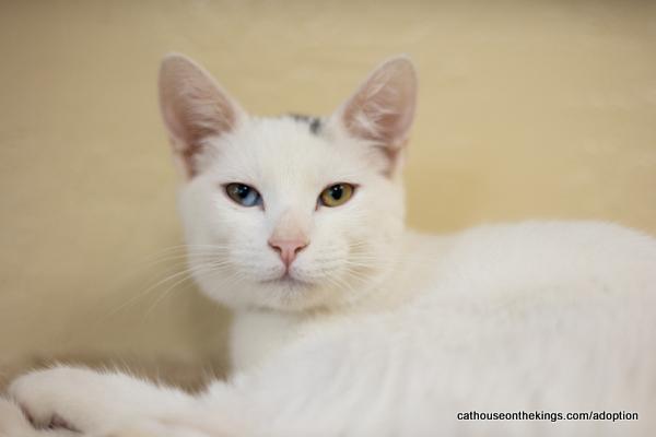 adoptable Cat in Parlier, CA named Sakura