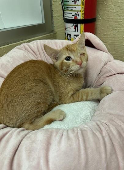 adoptable Cat in Parlier, CA named Eddie