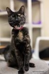 adoptable Cat in Parlier, CA named Bella