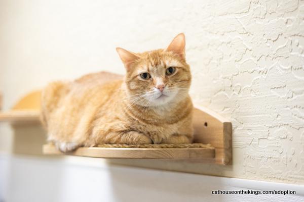 adoptable Cat in Parlier, CA named Carmi