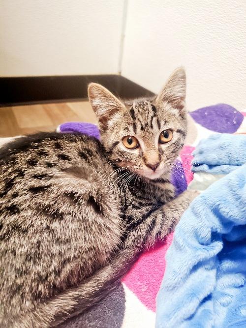 adoptable Cat in Parlier, CA named Kitten 25949 (Alby)