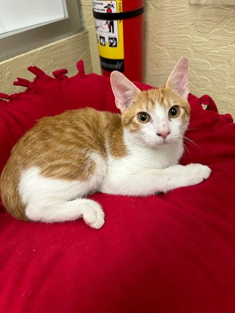 adoptable Cat in Parlier, CA named Colby