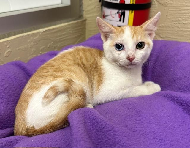 adoptable Cat in Parlier, CA named Coral