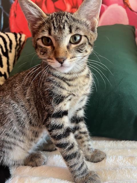 adoptable Cat in Parlier, CA named Scarlett