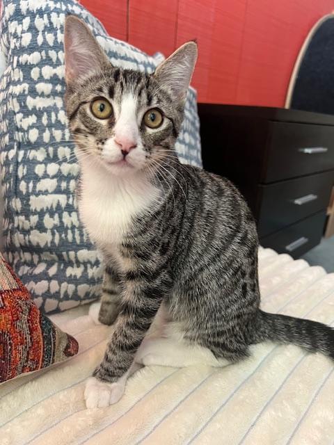 adoptable Cat in Parlier, CA named Stetson