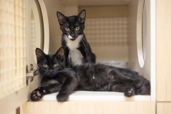 adoptable Cat in Parlier, CA named Carmine