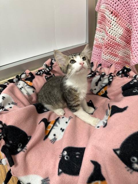 adoptable Cat in Parlier, CA named Houdini