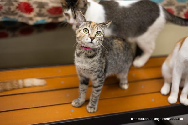 adoptable Cat in Parlier, CA named Luna