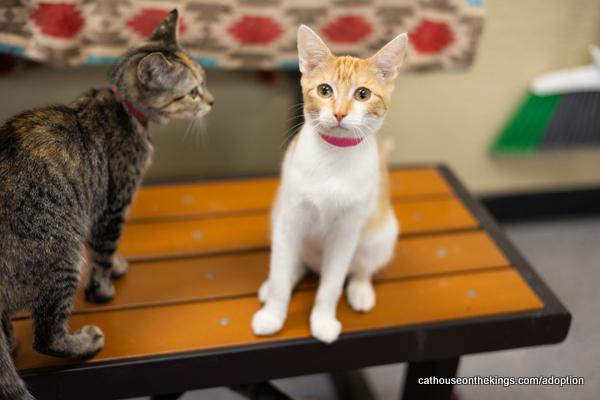 adoptable Cat in Parlier, CA named Stella