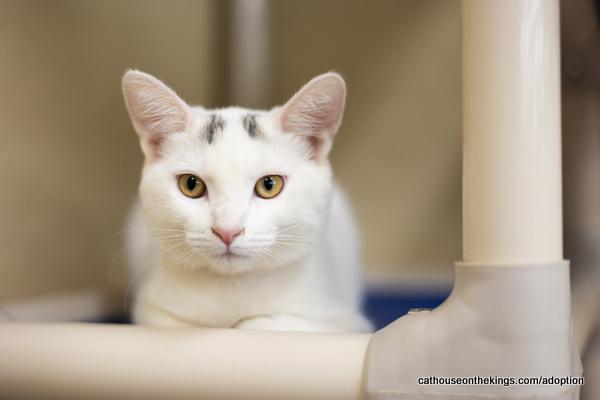 adoptable Cat in Parlier, CA named Cleo