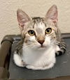 adoptable Cat in Parlier, CA named Stacy