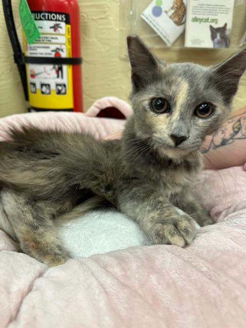 adoptable Cat in Parlier, CA named Cutie