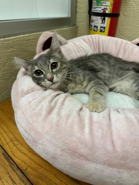 adoptable Cat in Parlier, CA named Shy