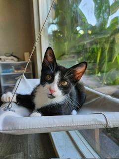 adoptable Cat in Parlier, CA named Tuxedo Sam