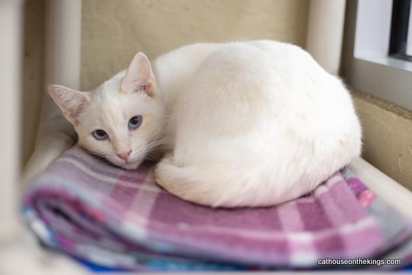 adoptable Cat in Parlier, CA named Trixie