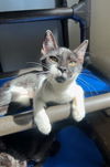 adoptable Cat in Parlier, CA named Kitten 25955 (Patsy)