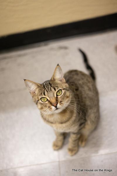 adoptable Cat in Parlier, CA named Harvey