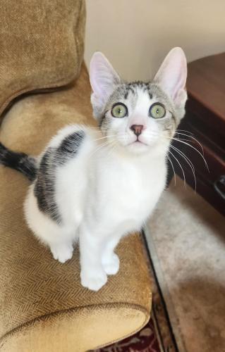 adoptable Cat in Parlier, CA named Elsa