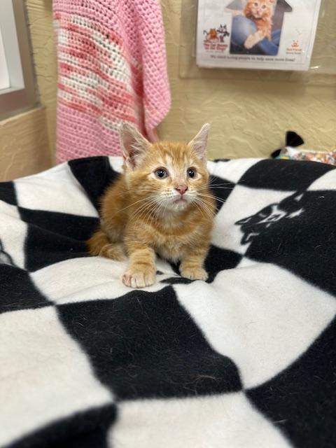 adoptable Cat in Parlier, CA named Laverne