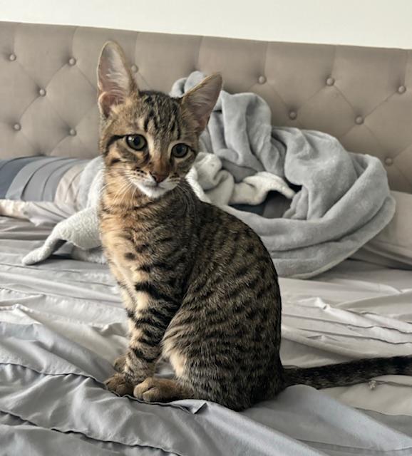 adoptable Cat in Parlier, CA named Stripey