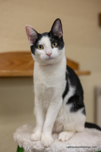 adoptable Cat in Parlier, CA named Moon Pie