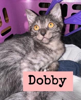 adoptable Cat in Parlier, CA named Dobby